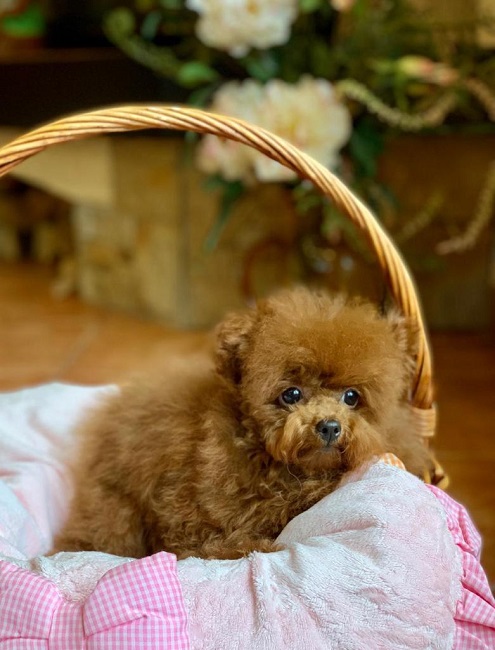 микро пудель