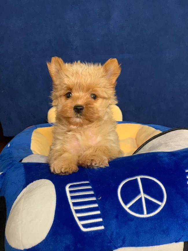 купить йорка в питомнике