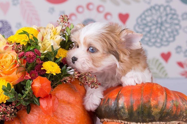 купить йорка в питомнике