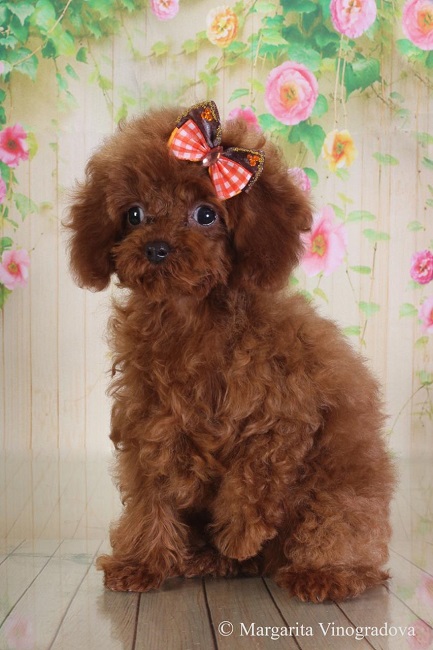 микро пудель