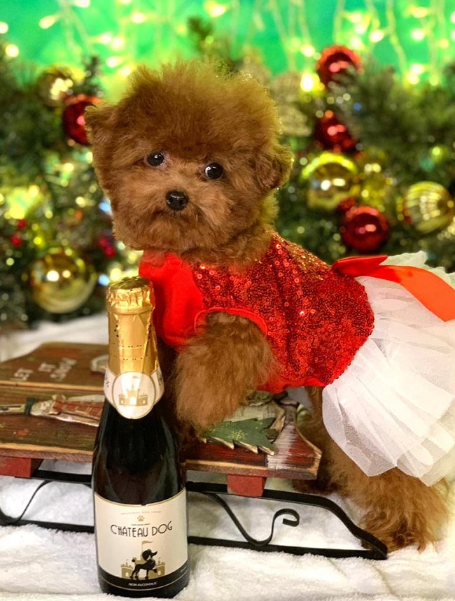 тедди пудель