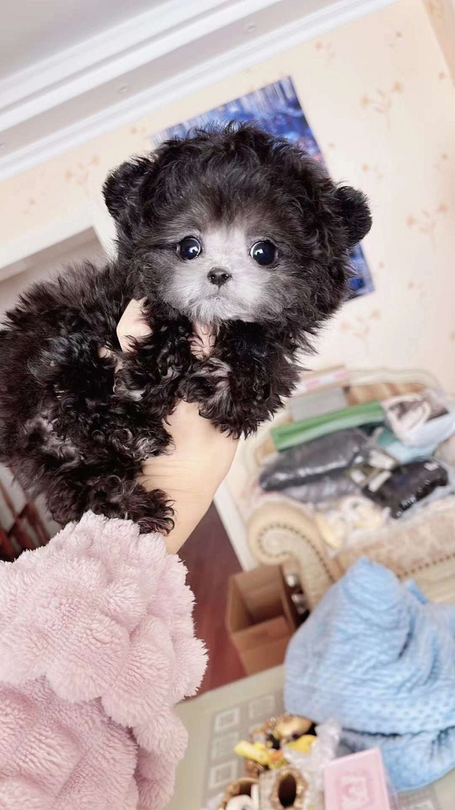 тедди пудель