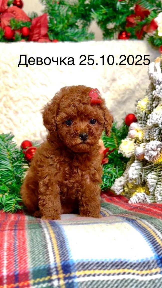 щенок мальтипу