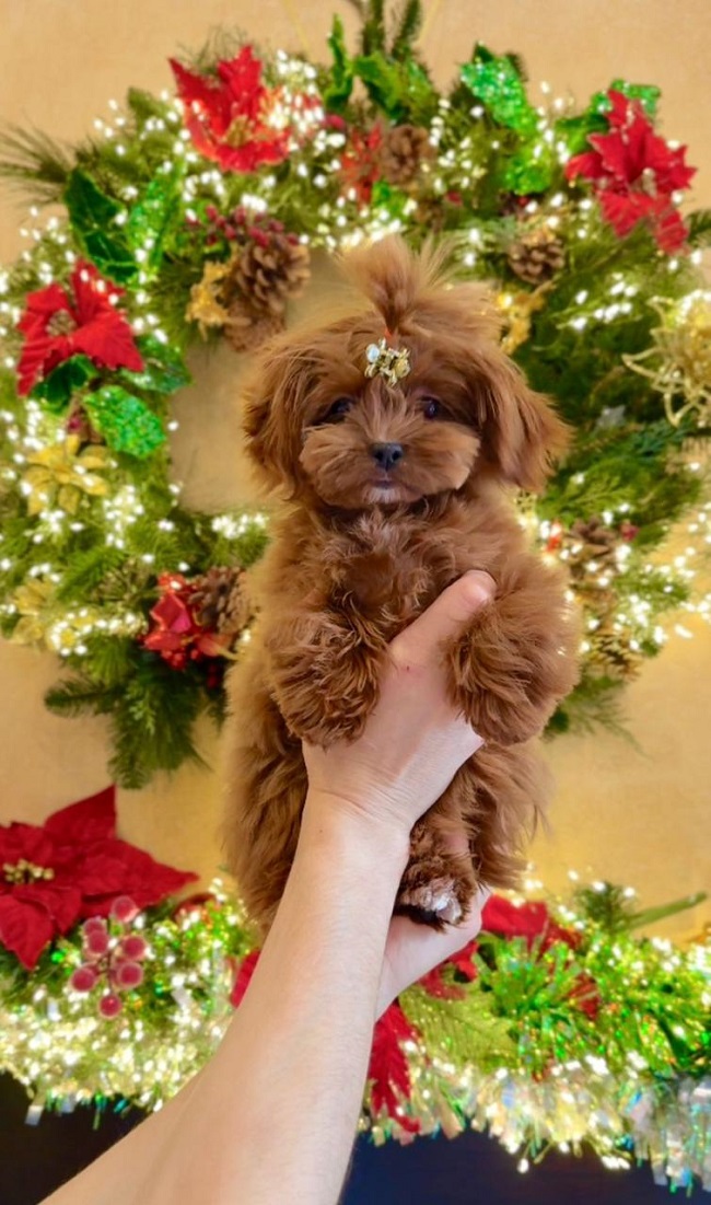 щенок мальтипу