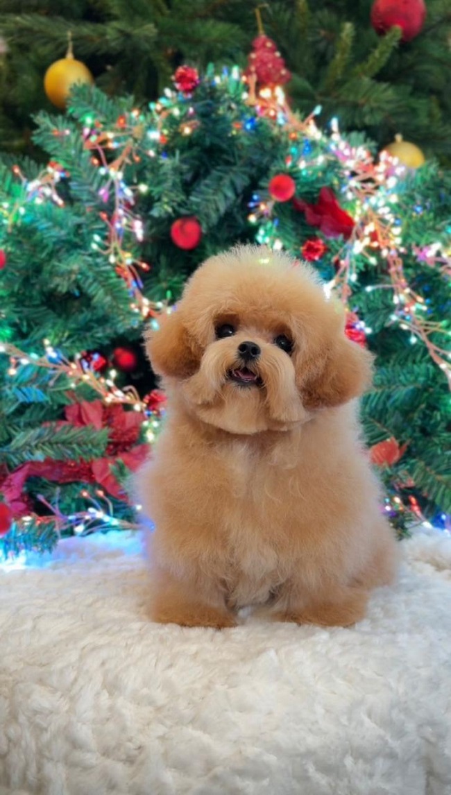 купить щенка бишон-фризе