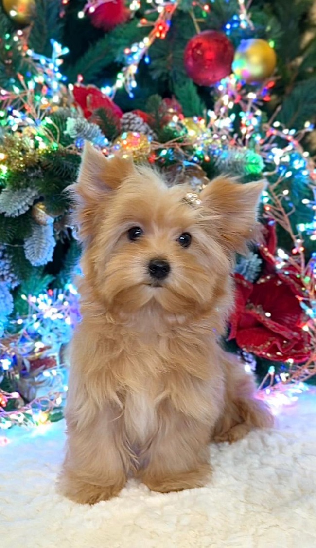 купить йорка в питомнике