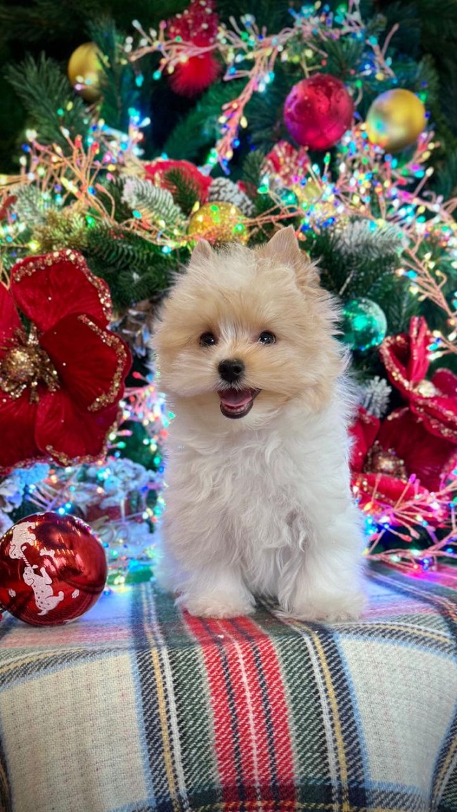 купить йорка в питомнике