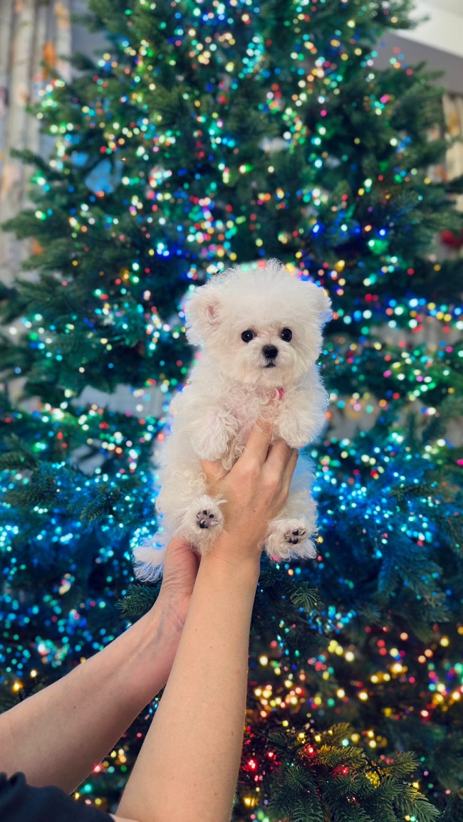 купить щенка бишон-фризе