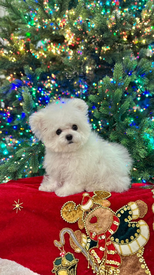 купить щенка бишон-фризе