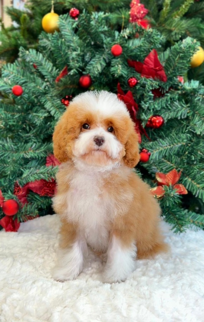 купить щенка той тедди пуделя