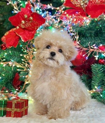 тедди пудель