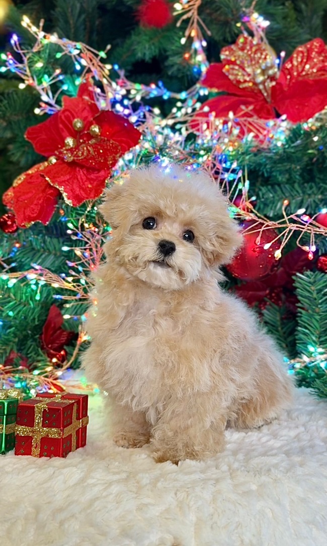 щенок мальтипу