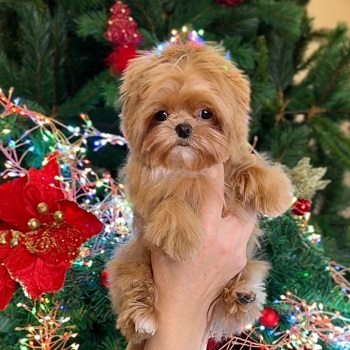 тедди пудель