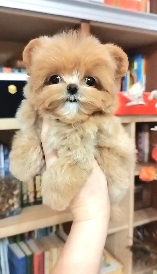 щенок мальтипу