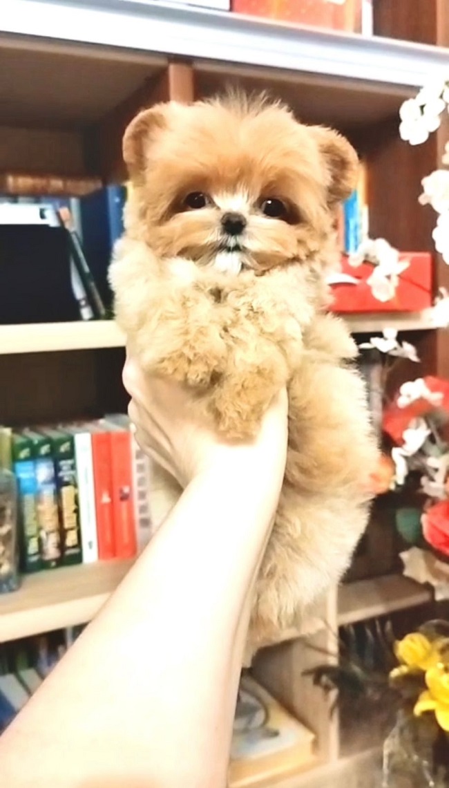 щенок мальтипу