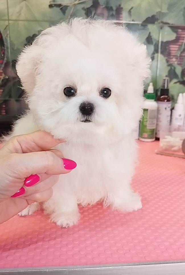 купить щенка бишон-фризе