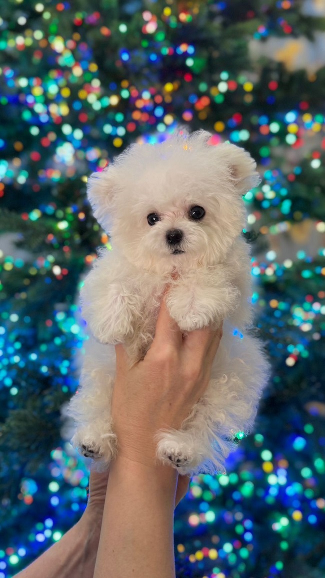 купить щенка бишон-фризе